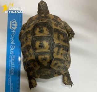 Sequestrate due tartarughe vive in un furgone al porto