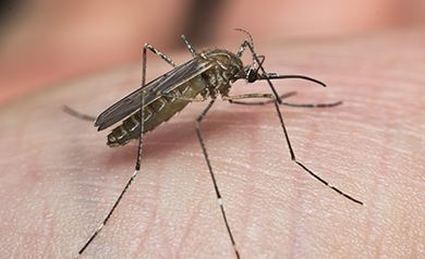 West Nile colpisce Roma: 13 casi nel Lazio