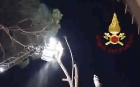 Albero pericolante abbattuto in via Campo Catino: IL VIDEO
