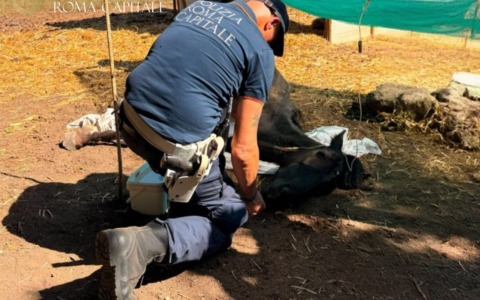 Due cavalli denutriti salvati dalla Polizia Locale alla Marcigliana