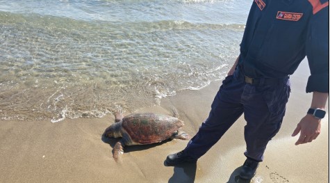 Tartaruga salvata a Maccarese: rimosso un amo dalla bocca