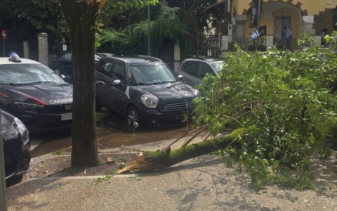 Ramo cade vicino al Liceo Avogadro: feriti tre studenti