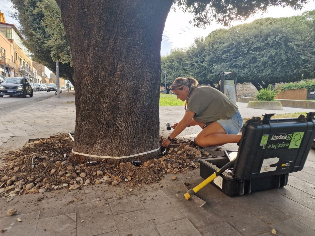 Cerveteri, verifiche sui lecci storici del Parco della Rimembranza