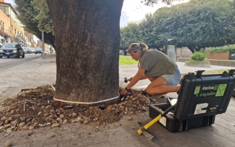 Cerveteri, verifiche sui lecci storici del Parco della Rimembranza
