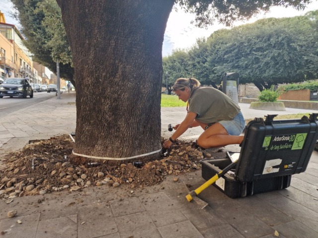 Cerveteri, verifiche sui lecci storici del Parco della Rimembranza